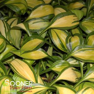 Hosta x 'Rainbow's End'