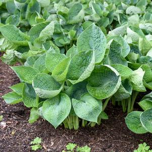 Hosta x 'Abiqua Drinking Gourd'