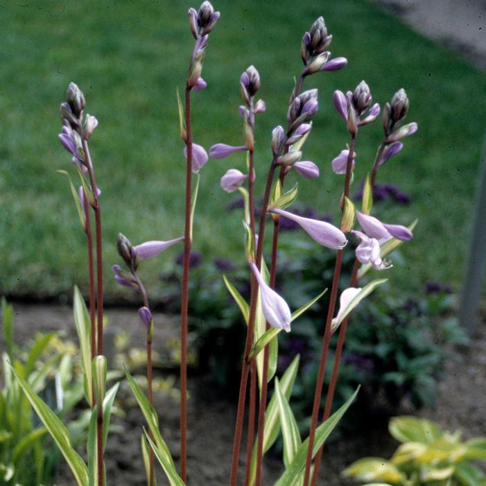 CHERRY BERRY HOSTA