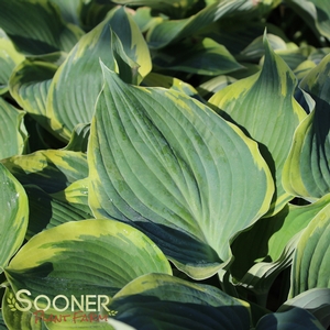 EARTH ANGEL HOSTA