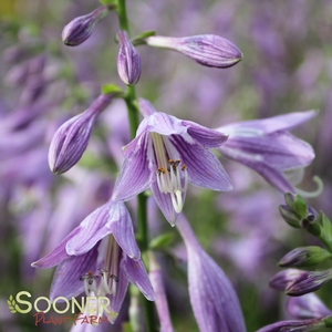 GOLDEN TIARA HOSTA