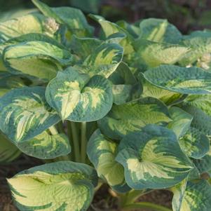 Hosta sieboldiana 'Great Expectations'