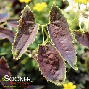 Epimedium wushanense 'Sandy Claws'