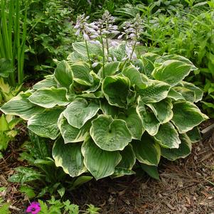 Hosta x 'Christmas Tree'