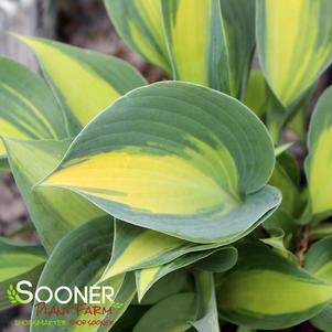 Hosta x 'June'