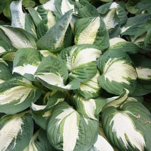 Hosta x 'Vulcan'