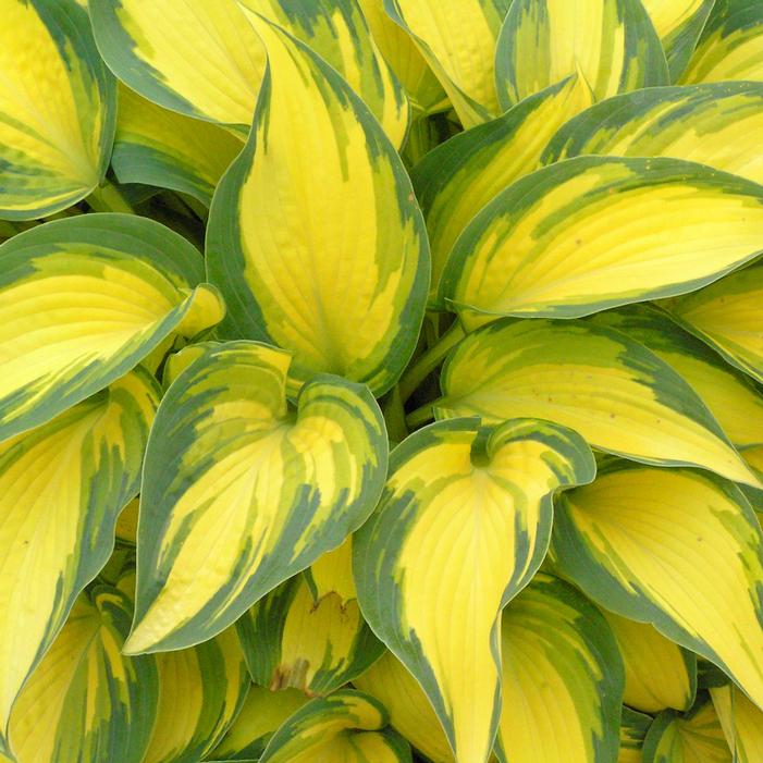 REMEMBER ME HOSTA