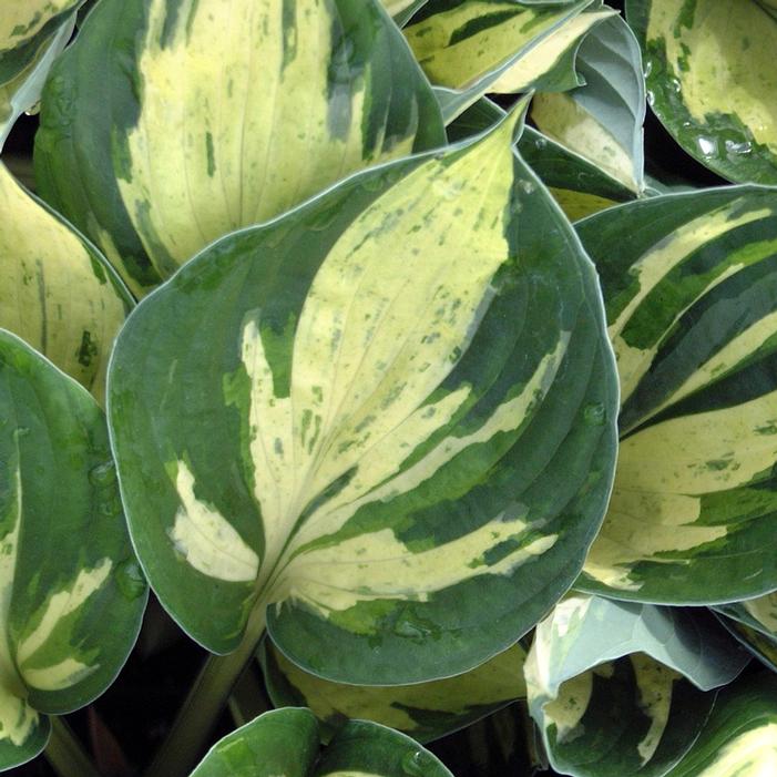 REVOLUTION HOSTA