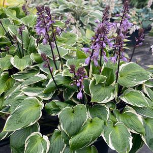 Hosta x 'Sorbet'