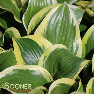 Hosta x 'Queen Josephine'