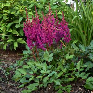 Astilbe chinensis 'Visions in Red'