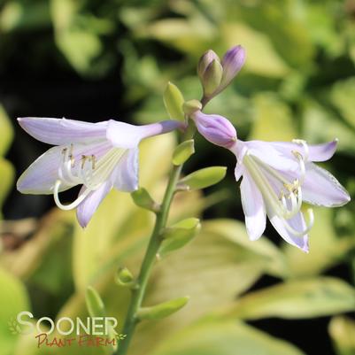 SUM AND SUBSTANCE HOSTA