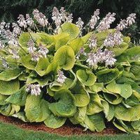 SUM AND SUBSTANCE HOSTA