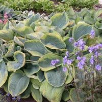 FRANCES WILLIAMS HOSTA