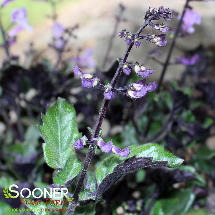 VELVET ELVIS PLECTRANTHUS