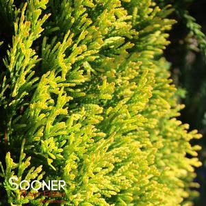 Thuja occidentalis 'Janed Gold'