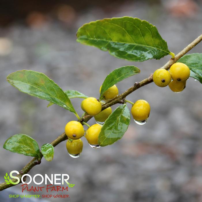 FINCH'S GOLD POSSUMHAW HOLLY