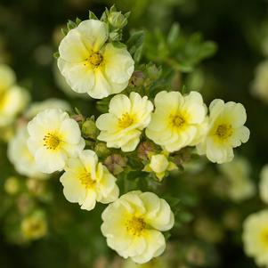 Potentilla fruticosa 'Bailmeringue'