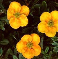 MANGO TANGO® POTENTILLA