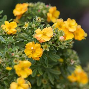 Potentilla fruticosa 'Jefmarm'