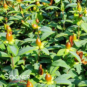 Hypericum frondosum 'Sunburst'