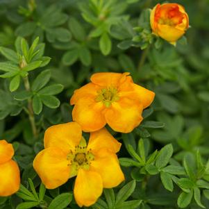 Potentilla fruticosa 'Jefman'