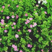 PINK BEAUTY POTENTILLA