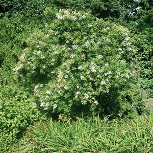 NANTUCKET PRIVET