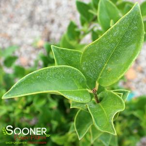 Ligustrum japonicum 'Nobilis'