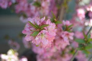 SWEET PINK™ BUSH CHERRY