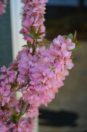 SWEET PINK™ BUSH CHERRY