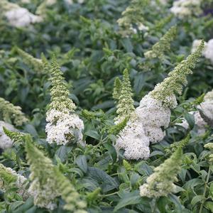 PUGSTER WHITE® BUTTERFLY BUSH