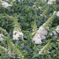 PUGSTER WHITE® BUTTERFLY BUSH