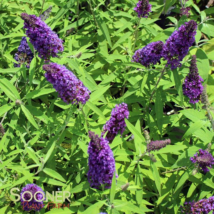 PURPLE EMPEROR™ BUTTERFLY BUSH