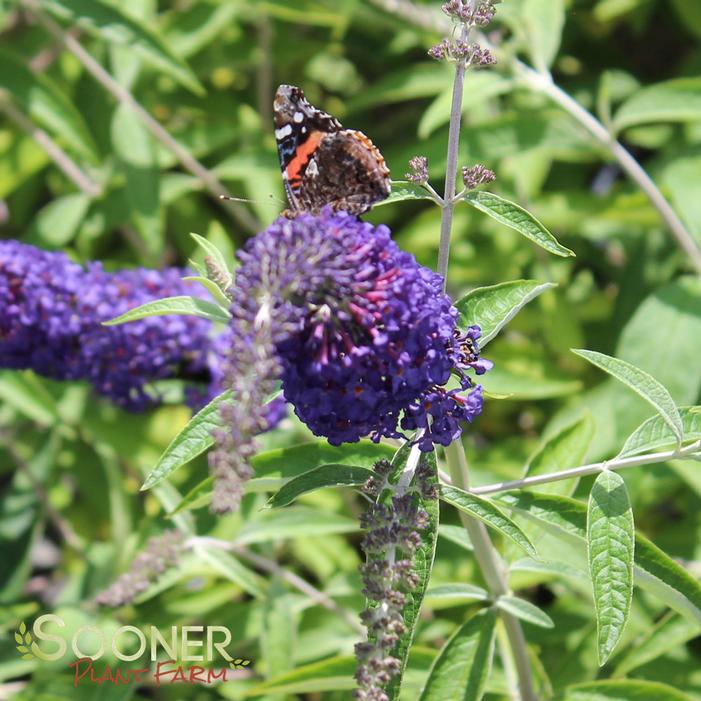 PURPLE EMPEROR™ BUTTERFLY BUSH