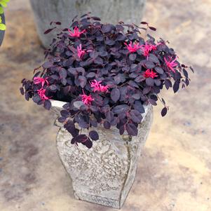 Loropetalum chinense 'Beni Hime'