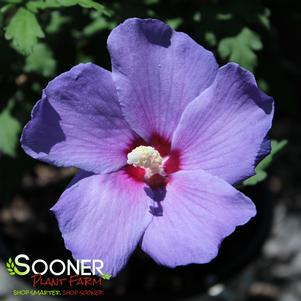 Hibiscus syriacus 'Minsybv3s01'