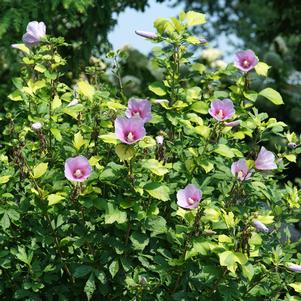 Hibiscus syriacus 'Minpapan1'