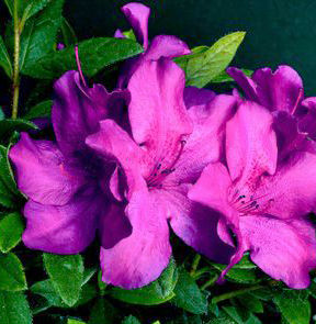 BLOOM-A-THON® PURPLE SPECTACULAR™ AZALEA