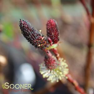 Salix gracilistyla 'Melanostachys'