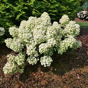 Hydrangea paniculata 'SMNHPSB'