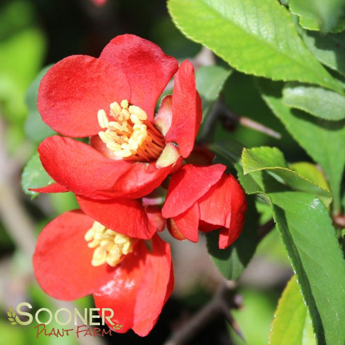 CRIMSON & GOLD QUINCE