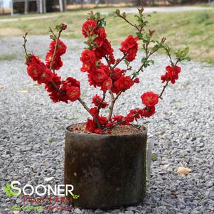 Chaenomeles speciosa 'Scarlet Storm'