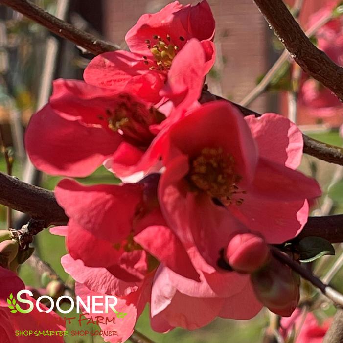 TEXAS SCARLET QUINCE