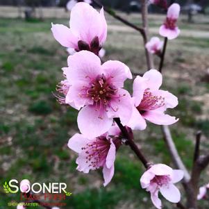 Prunus persica 'Corinthian Pink'