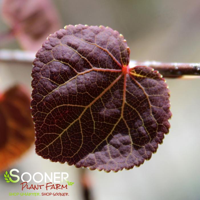 RED FOX KATSURA TREE