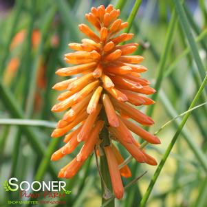 Kniphofia x 'Joker's Wild'