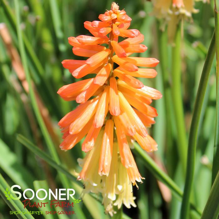 PYROMANIA™ BACKDRAFT RED HOT POKER