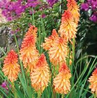 CREAMSICLE POPSICLE™ RED HOT POKER