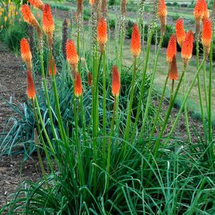 Kniphofia x 'Alcazar'